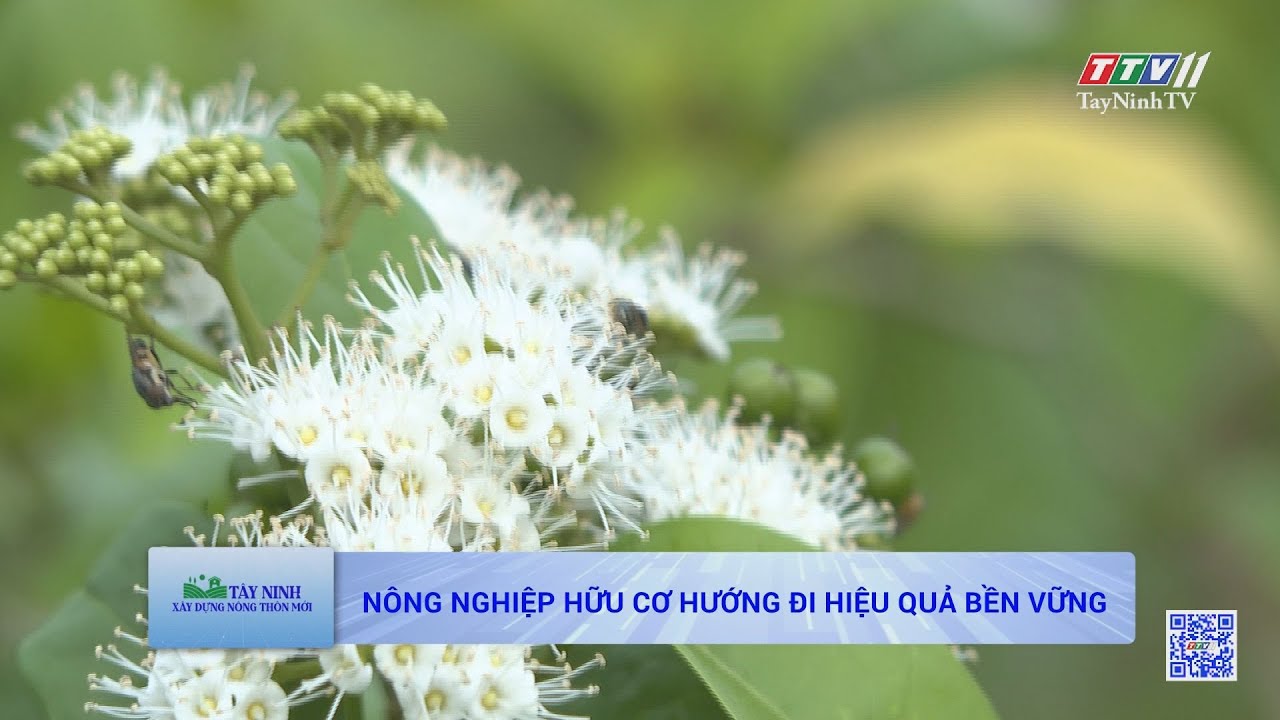 Nông nghiệp hữu cơ hướng đi hiệu quả bền vững | TÂY NINH XÂY DỰNG NÔNG THÔN MỚI | TayNinhTV